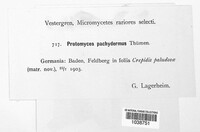 Protomyces pachydermus image